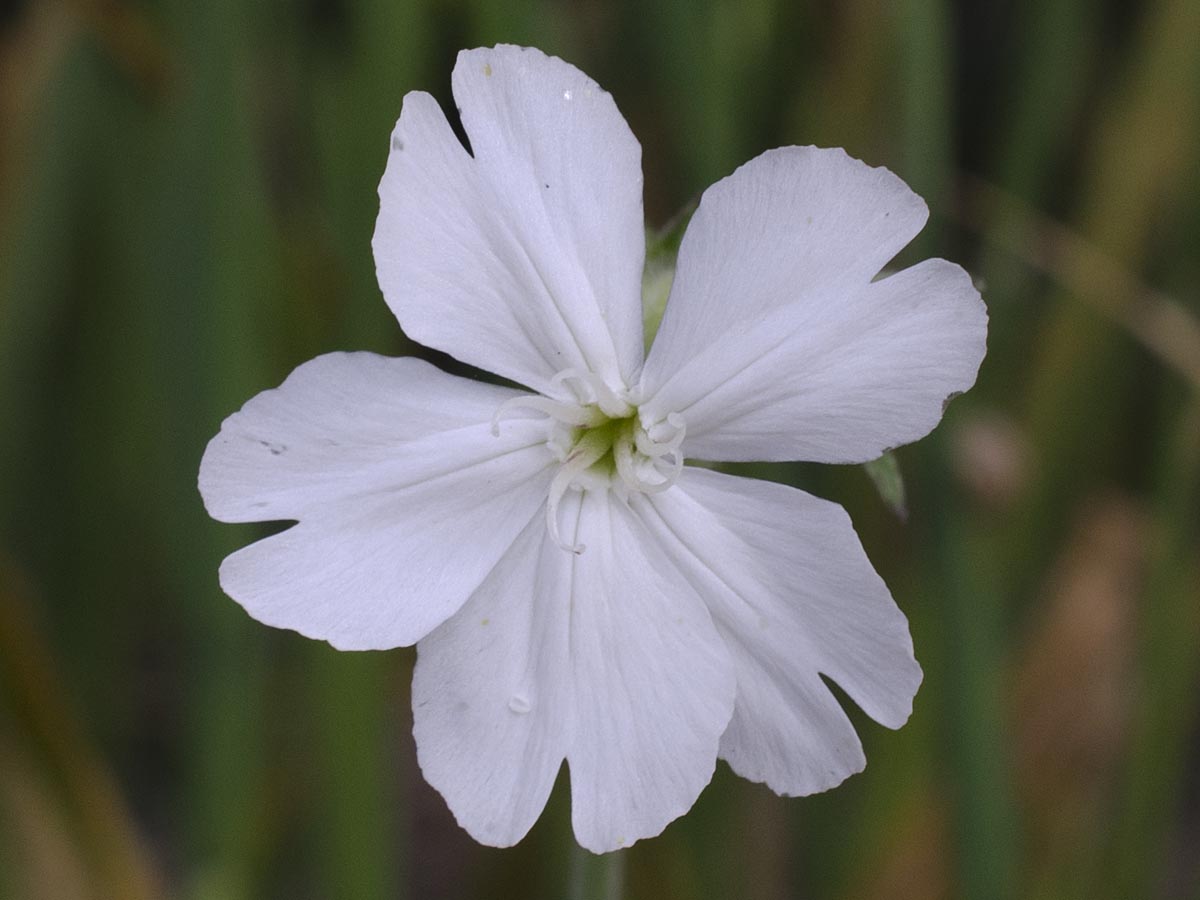 weibliche Blüte von oben